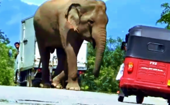 OMG! Truck Driver Comes Face-to-Face with a Giant Wild Elephant! 🚛🐘😱