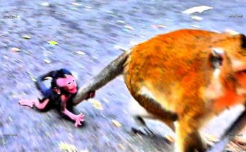 Mom, Please Stay!” Baby Monkey Clings Tightly to Her Tail 😭💔